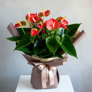 Anthurium