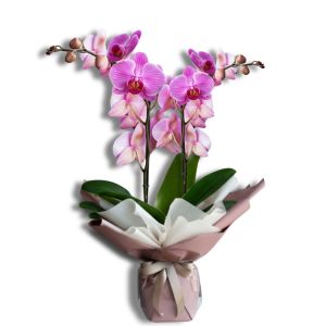 Orchidées roses