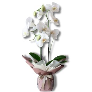 Orchidées blanches